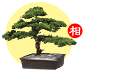 UA Bonsai Art